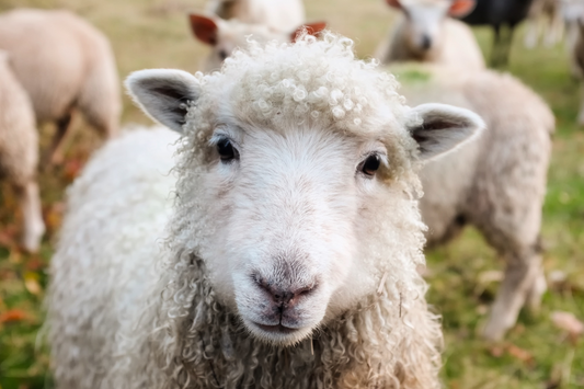 The Ultimate Guide To Wool Blankets: Why They’re A Must-Have for Every Home